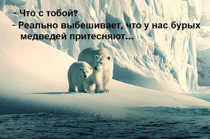 - Что с тобой? - Реально выбешивает, что у нас бурых медведей притесняют...