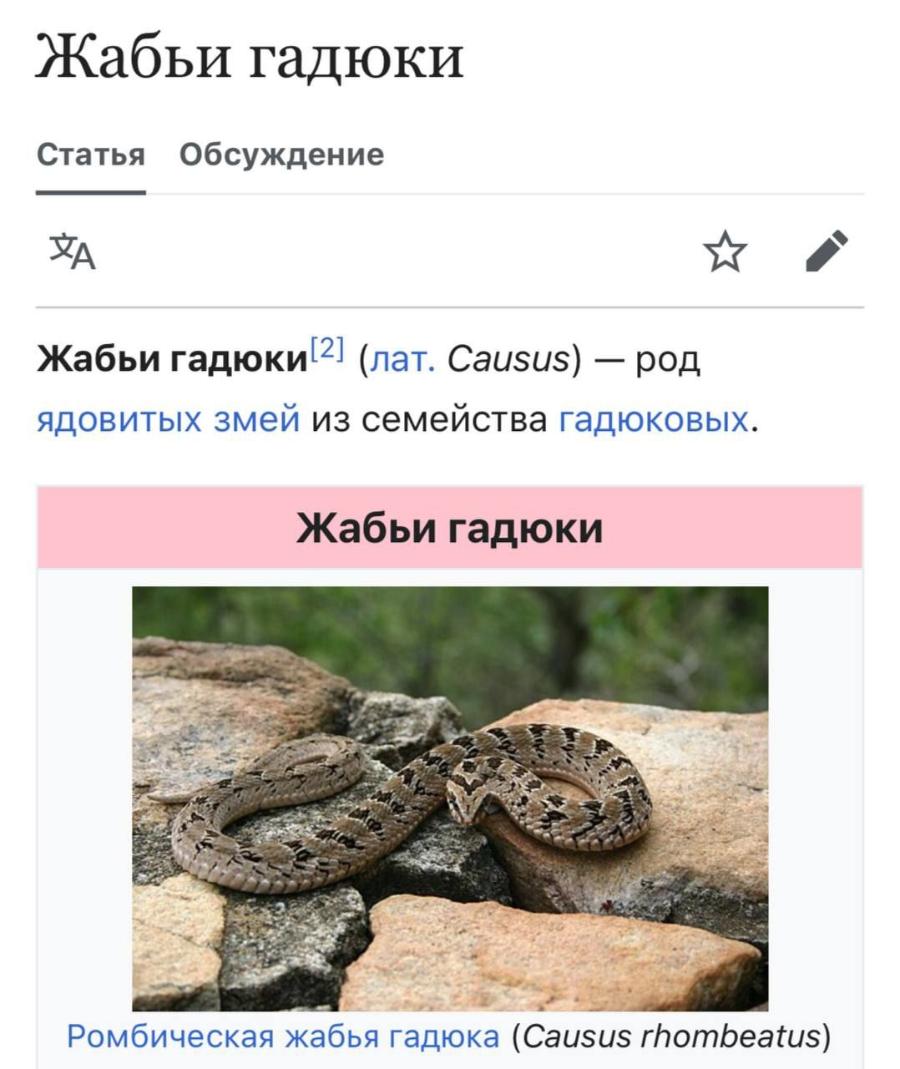 Жабьи гадюки Статья Обсуждение Жабьи гадюки 2] (лат. Causus) &mdash; род ядовитых змей из семейства гадюковых. Жабьи гадюки Ромбическая жабья гадюка (Causus rhombeatus)