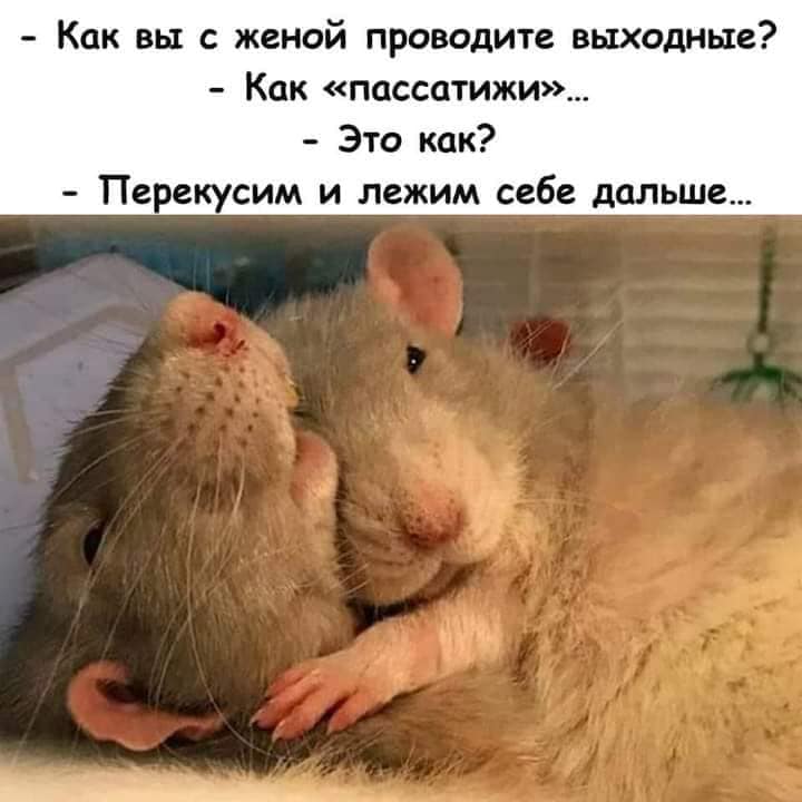 - Как вы с женой проводите выходные? - Как &laquo;пассатижи&raquo;... - Это как? - Перекусим и лежим себе дальше...